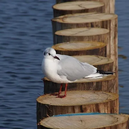 Myhome Ruegen - Haus Arkona Sellin (Rugen)