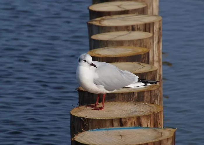 Myhome Ruegen - Haus Arkona ゼリン